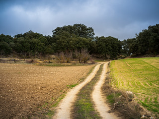 Fototapeta na wymiar Dirt road in the field leading into forest