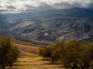 Dramatic landscape with endless olive gardens near Granada in Spain