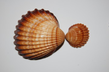 smooth clams on white background brown