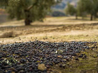 Olives on the ground under olive tree