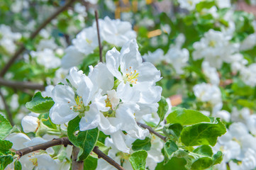 Apple tree flowers white on a green background