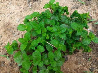 This is the mint plant.  It is a kind of herb plant.  It keeps the stomach cool, and it is added to...