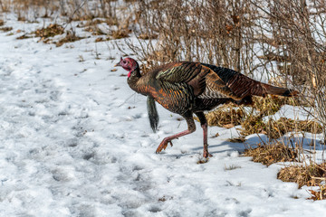 Male wild turkey (Meleagris gallopavo) walking in the snow in winter.