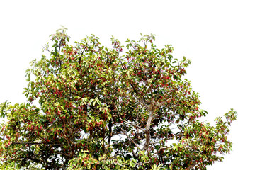 flowers on white background