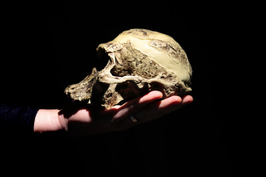 Model of human ancestor skull (Australopithecus africanus) on a hand.