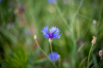 blue flower on green background 