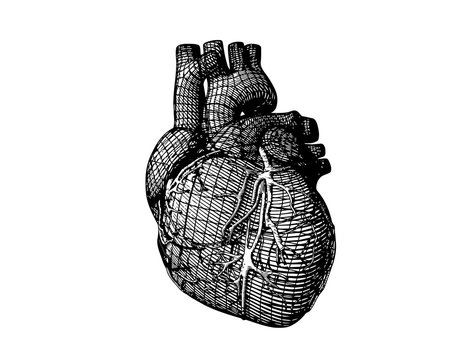 Monochrome stylized wireframe human heart illustration