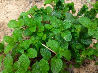 This is the mint plant.  It is a kind of herb plant.  It keeps the stomach cool, and it is added to...