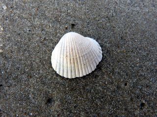 Muschel am Strand