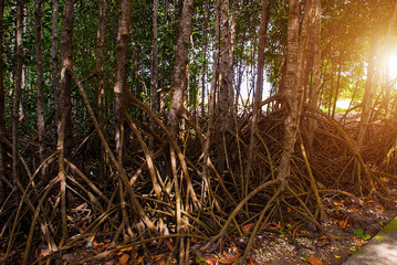 APO, PHILIPPINES: the view of the beautiful mangrove trees in the island of Apo