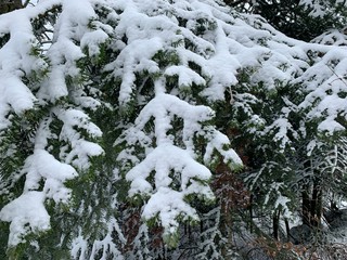 Snowy pine tree branches in the forest, natural colors