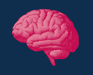Pink engraving brain illustration on dark blue BG