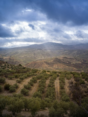 Fototapeta na wymiar Dramatic landscape with endless rows of olive trees on hills and mountains