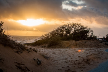 Silhouette of Dry Bushes on Sand Dunes at Trafalgar in the South of Spain during sunset