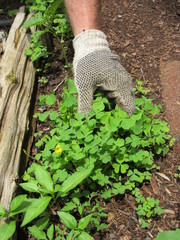 Closeup view of a man's arm pulling weeds in a garden while wearing gloves 
