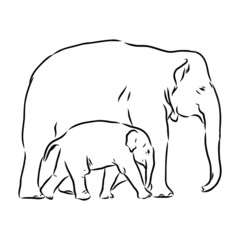 vector illustration of an elephant with elephants baby 