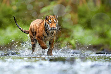 Young Siberian tiger, Panthera tigris altaica, walking in a forest stream against dark green spruce...
