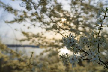 White cherry tree flowers in beautiful sunlight