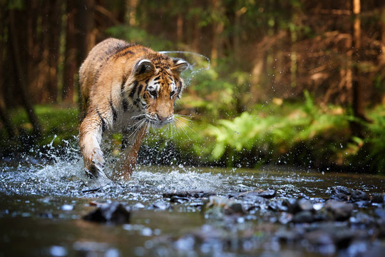 Young Siberian tiger, Panthera tigris altaica, walking in a forest stream against dark green spruce forest. Tiger among water drops in a typical taiga environment. Direct view, low angle photo. Russia