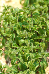 Spear Mint blooming in the park.