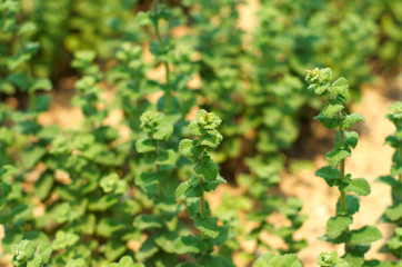 Apple mint blooming in the park.
