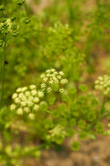 Mint blooming in the park.