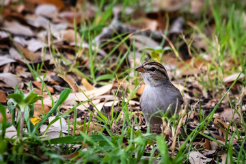 wren in the grass