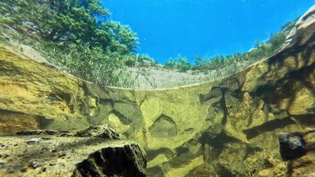 Common Rudd (Scardinius Erythrophthalmus) shoal underwater in a quarry pool