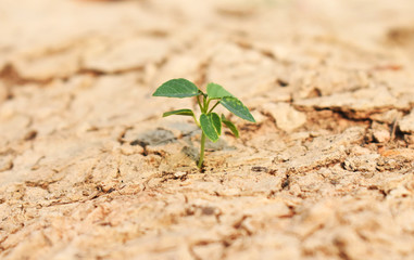 green plant in desert