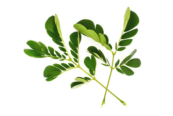 branch with green leaves isolated on white background