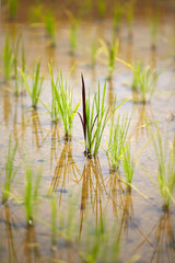 Begin rice planting in the countryside.