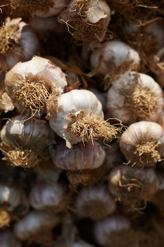 Many garlic hanging in the countryside.