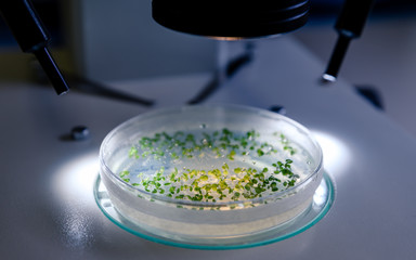 Culture in a petri dish under a light stereomicroscope is examined for pharmaceutical bioscience research. Concept of science, laboratory and study of diseases. Coronavirus (COVID-19)