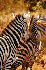 Zebra in Africa