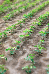 Begin vegetable farming in the countryside.