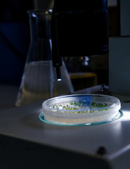 Culture in a petri dish under a light stereomicroscope is examined for pharmaceutical bioscience research. Concept of science, laboratory and study of diseases. Coronavirus (COVID-19)