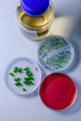 Culture in a petri dish for pharmaceutical bioscience research. Concept of science, laboratory and study of diseases. Coronavirus (COVID-19) treatment developing.