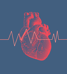 Human heart with heart rate illustration on blue BG
