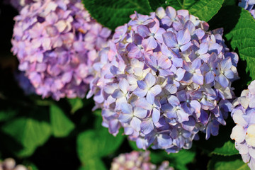 Hydrangea blooming in the park.