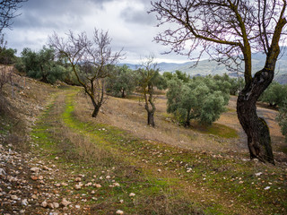 Old pathway leading through almond and olive trees