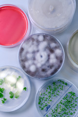 Microbiological culture in a petri dish for pharmaceutical bioscience research. Concept of science, laboratory and study of diseases. Coronavirus (COVID-19) treatment developing.