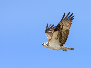 Osprey flying against a blue sky.