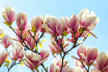 Pink magnolia flowers in the garden. Natural soft floral background