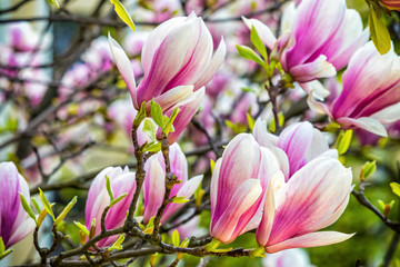 Pink magnolia flowers in the garden. Natural soft floral background