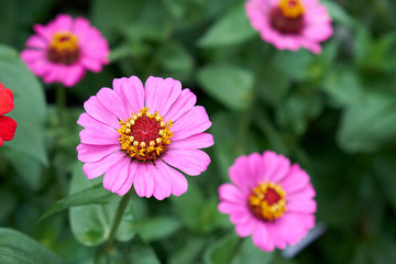 Obraz premium Zinnia blooming in the park.