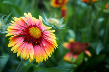 Gaillardia pulchella blooming in the park.