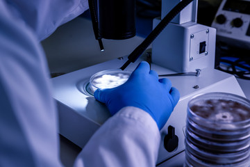 Scientific handling a light stereomicroscope examines a culture in a petri dish for pharmaceutical...