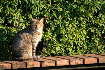 見つめる野良猫