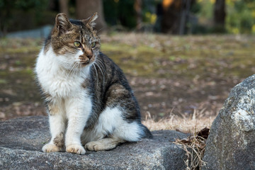 見るめる野良猫