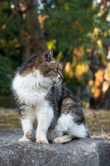 見つめる野良猫